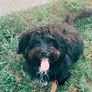 Meet your Posher, Abby